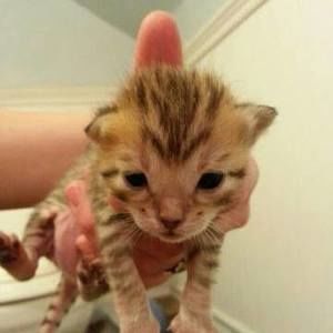 Meet your Posher, Michael